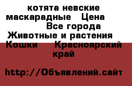 котята невские маскарадные › Цена ­ 18 000 - Все города Животные и растения » Кошки   . Красноярский край